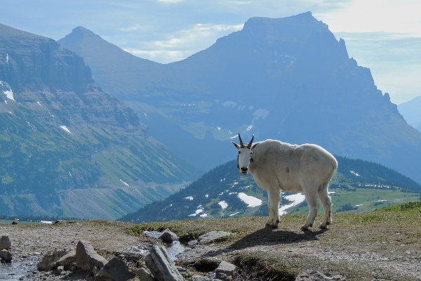 glacier national park mountain goat