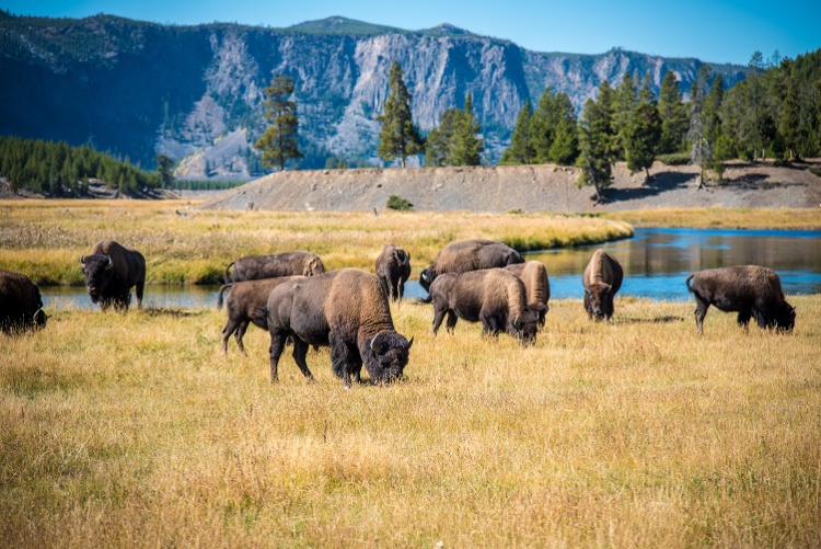 yellowstone-bison-1