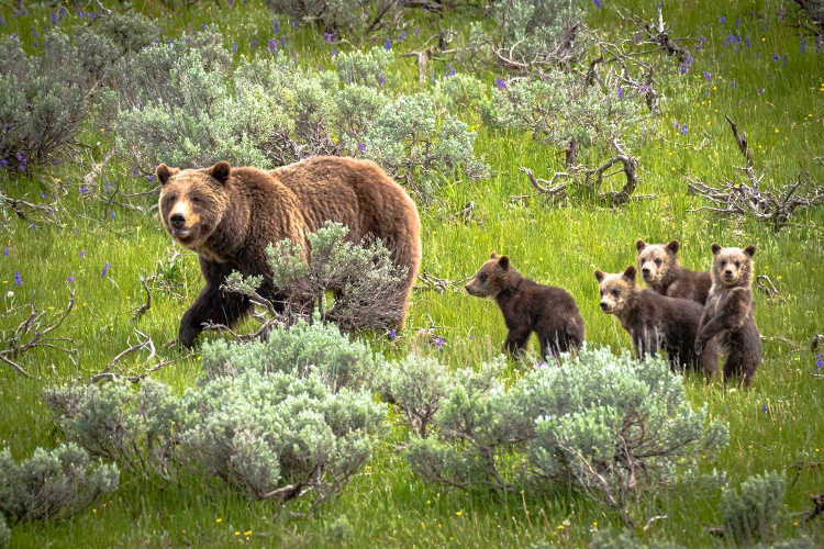 Yellowstone-Bears-Cubs-1