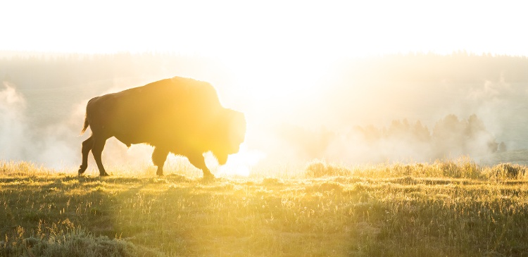 Yellowstone-bison-1