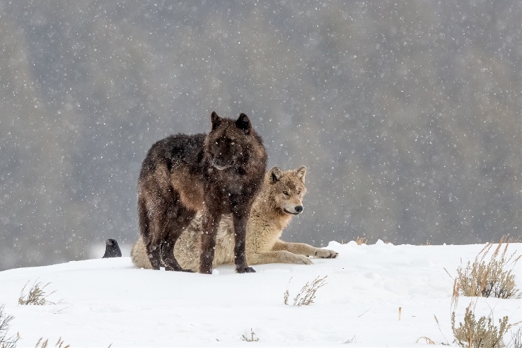 yellowstone-wolves-1