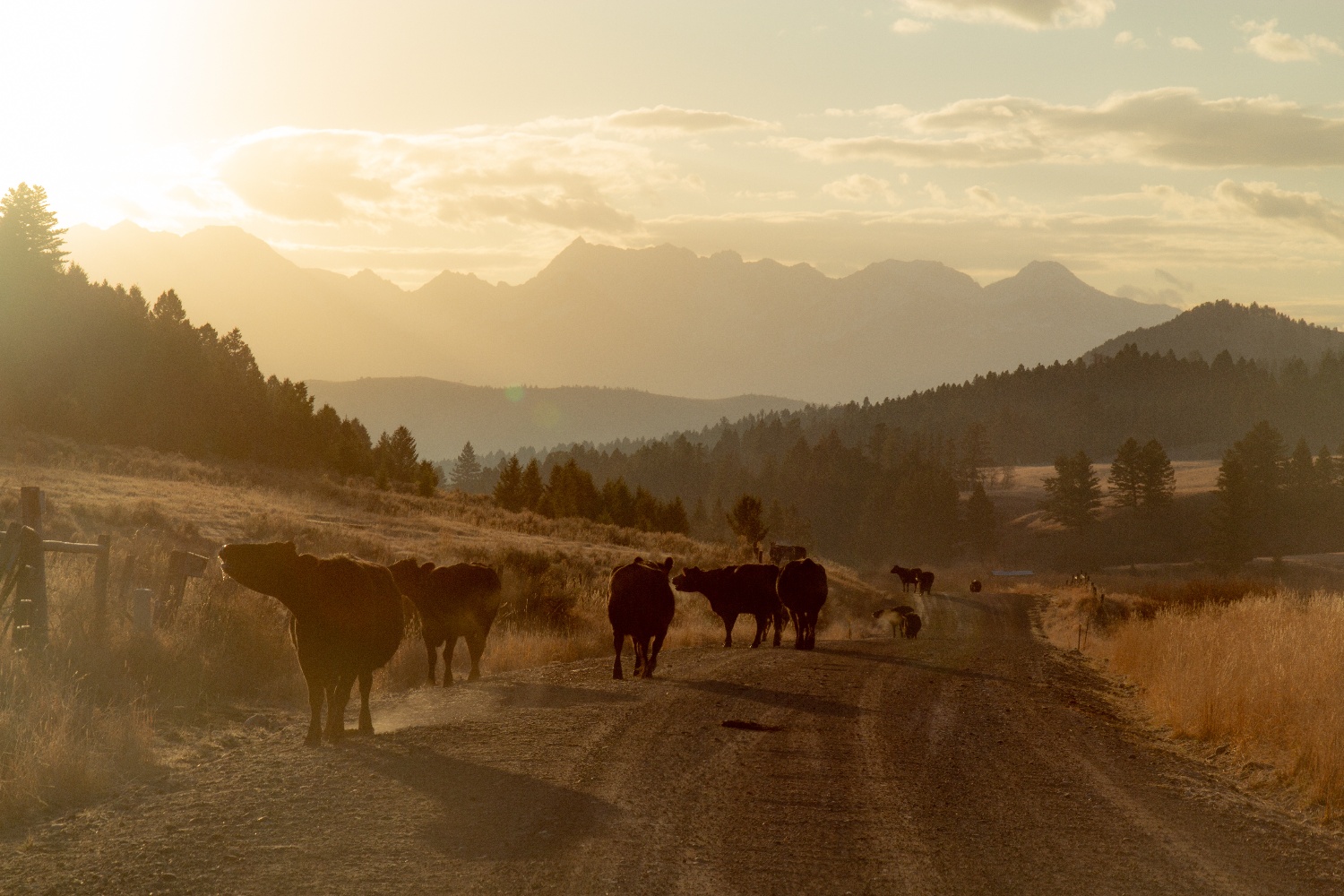 Cattle on gravel road in Montana during the fall