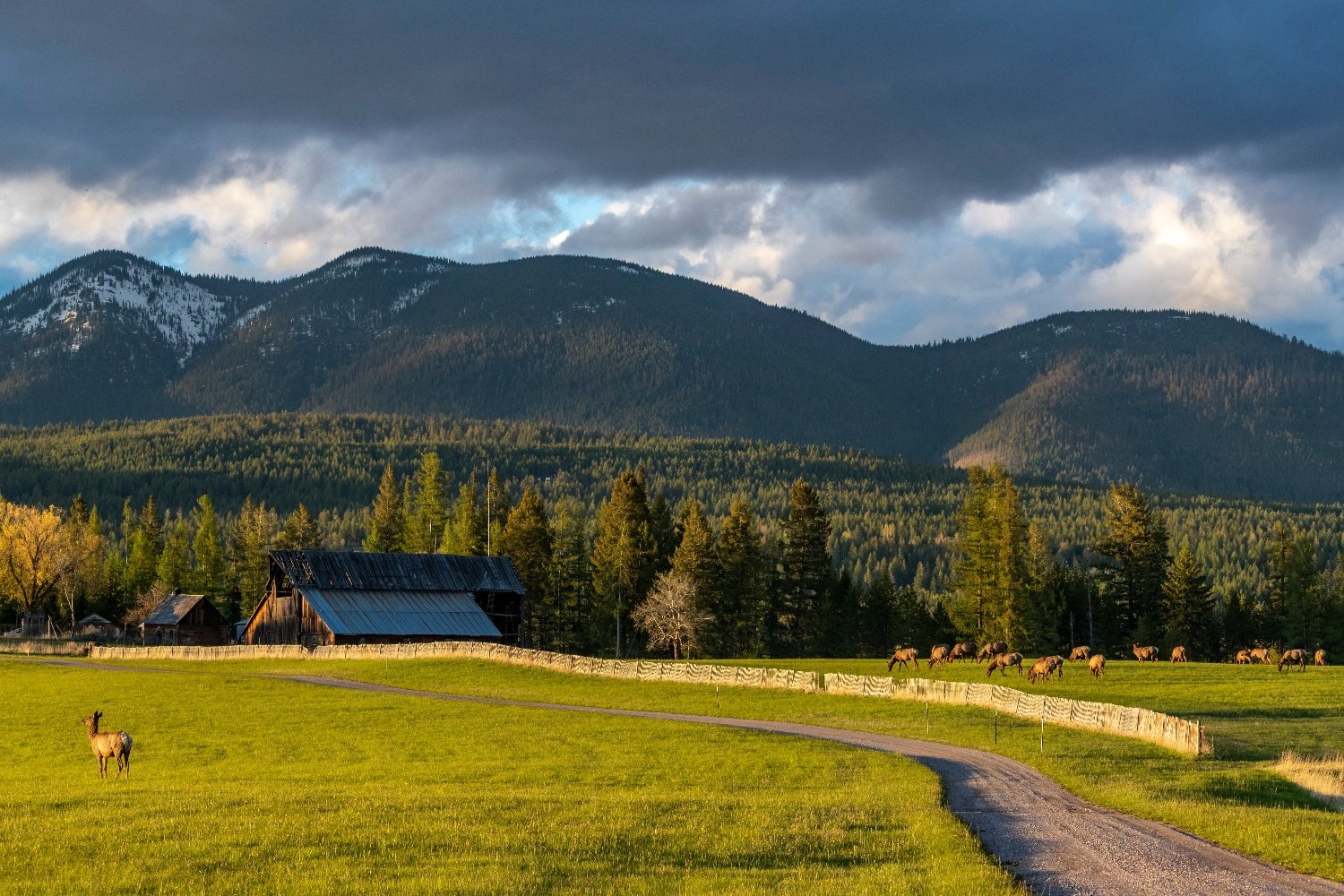 Montana in the Summer